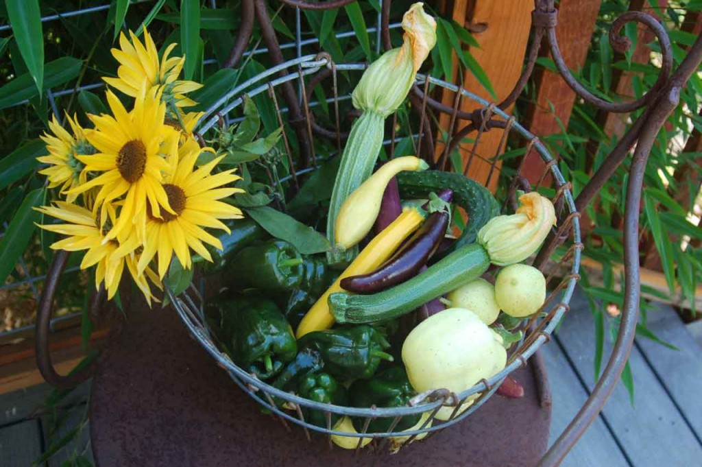 Basket of zucchini by Sequoiah Wachenheim