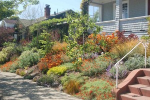 South Berkeley Paradise. Front yard after installation. By Sequoiah Wachenheim