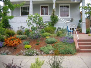 South Berkeley Paradise. Front yard after installation. By Sequoiah Wachenheim
