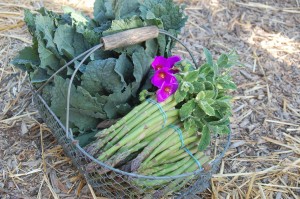 Basket of asparagus, kale and flowers by Sequoiah Wachenheim