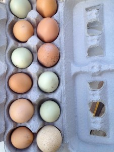Fresh organic eggs from the garden by Sequoiah Wachenheim